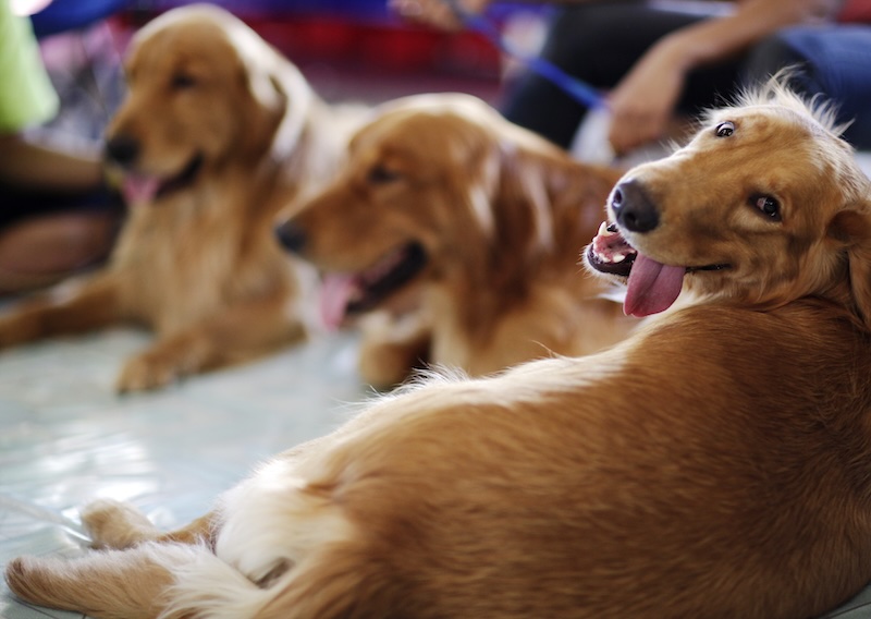 Golden Retrievers Charlie & Summer Land Lead Roles In ‘air Bud Returns’ After Nationwide Search