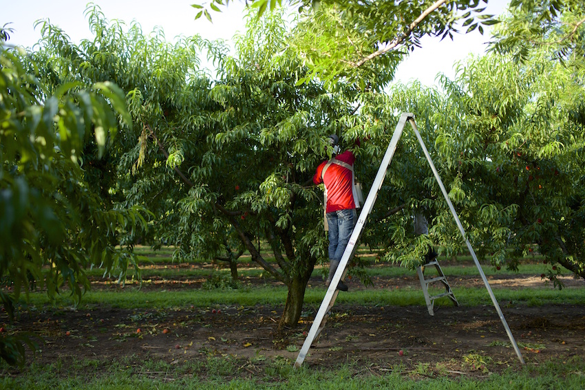 Peach Pickers Pick Fruit At Lane Valley Orchards.