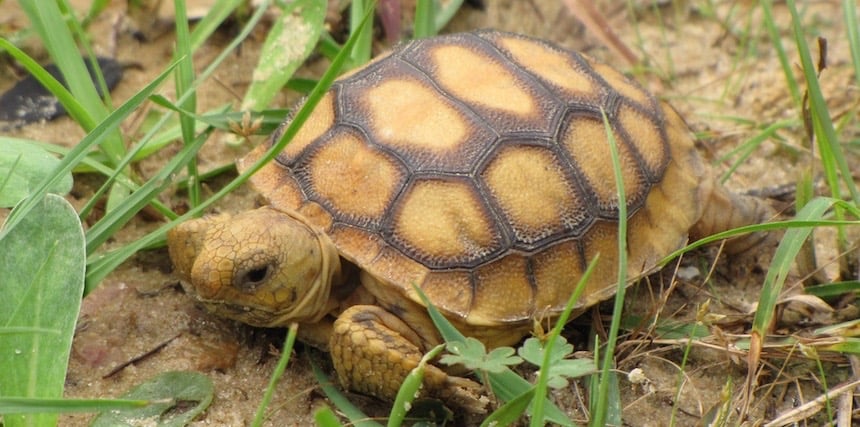 Gopher Tortoise Baby (1)