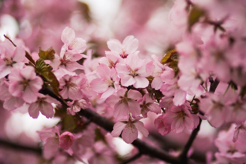 Macon, Georgia, Is the Cherry Blossom Capital of the World