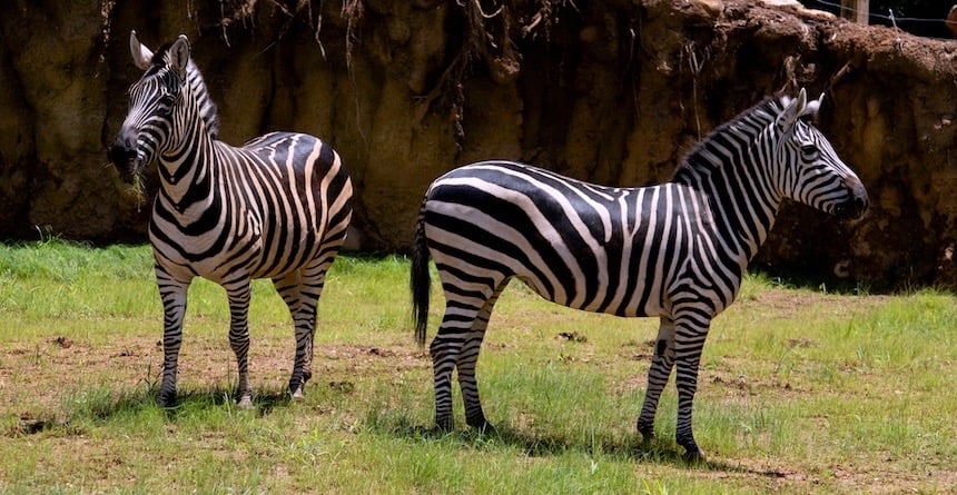 Zoo Atlanta Zebra (1)