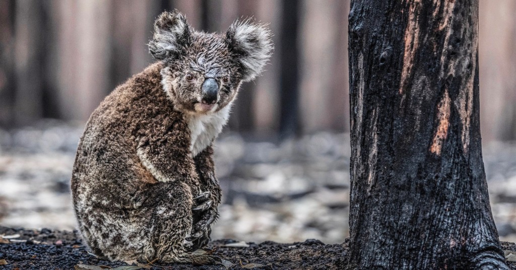 Koala V2 Colour