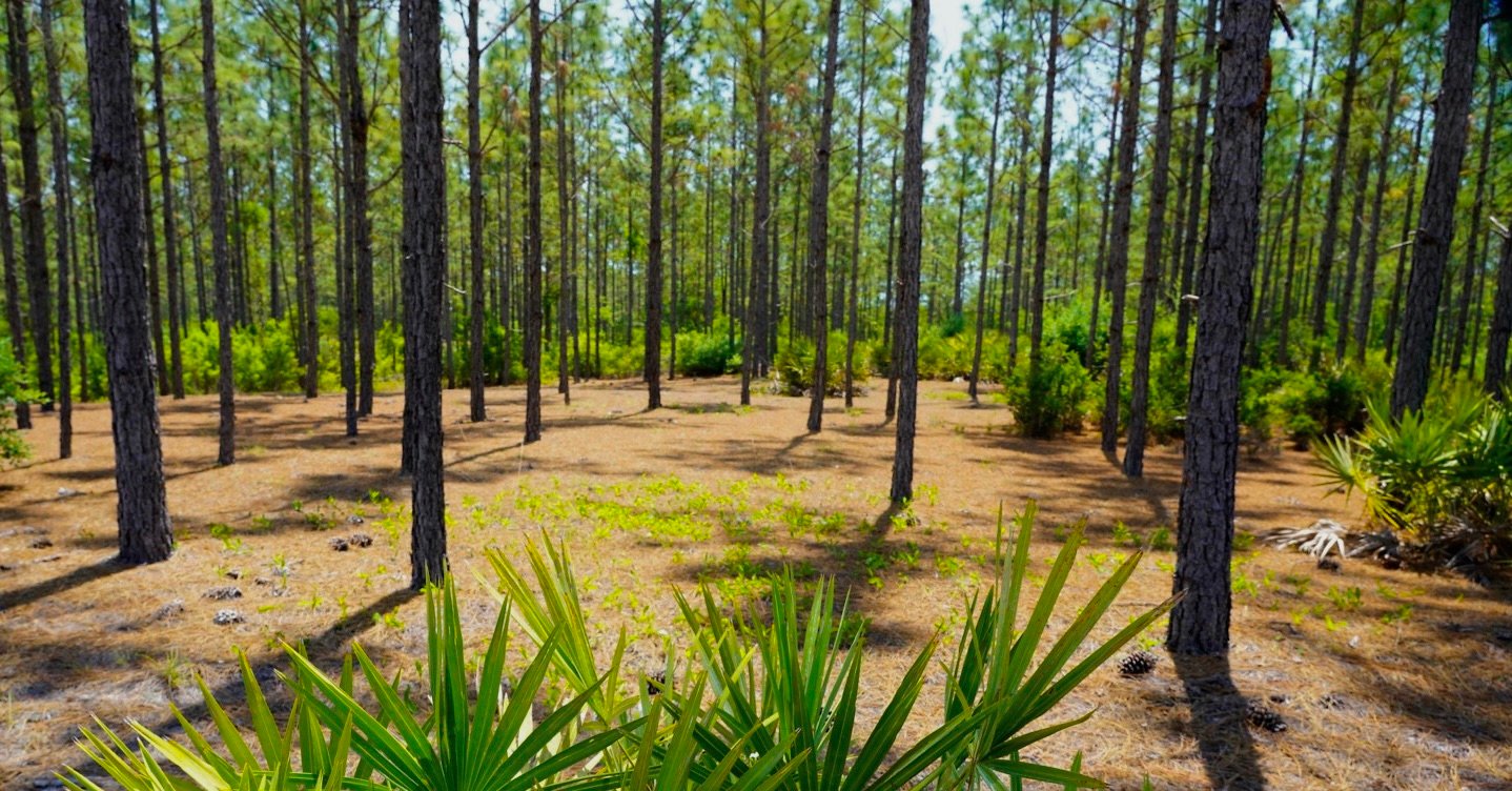 Suwannee River Headwaters Forest – Georgia - The Conservation Fund