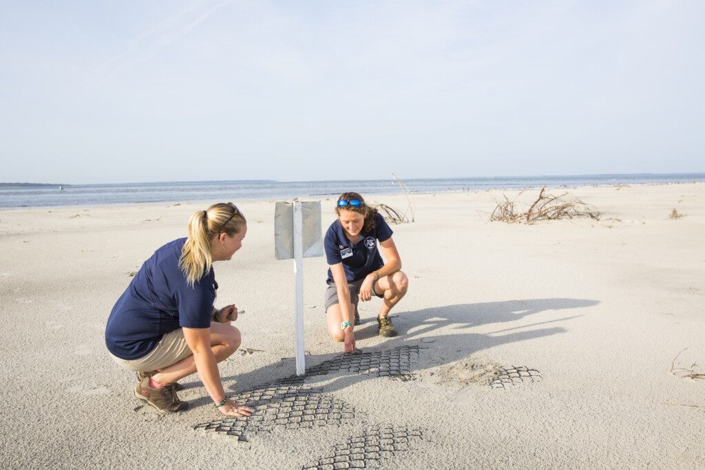 Sea Turtle Center workers inspecting the nesting site