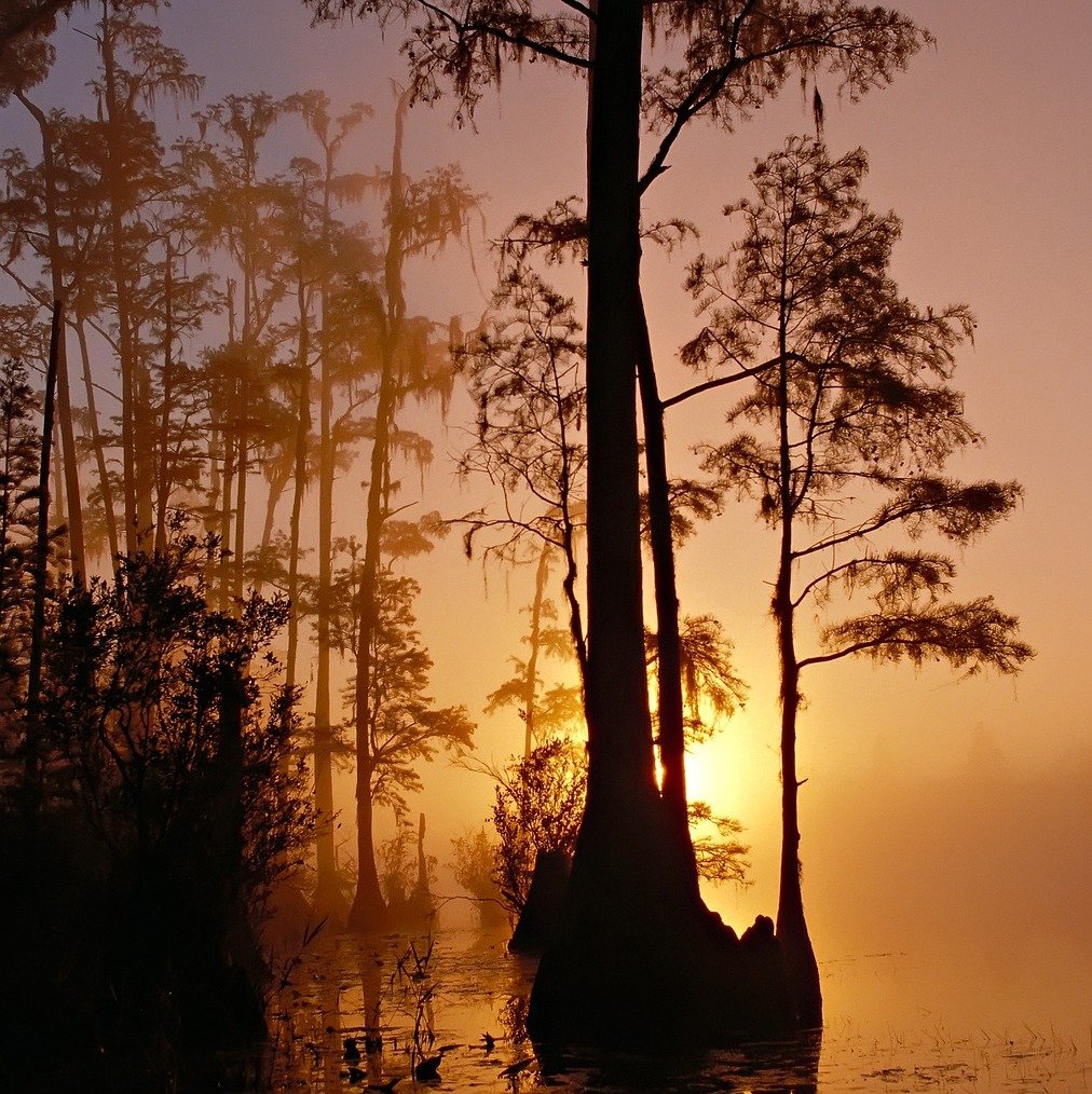 Swamp with sunset and trees