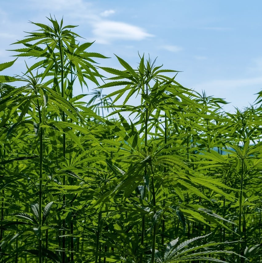 Medical Cannibis Copy