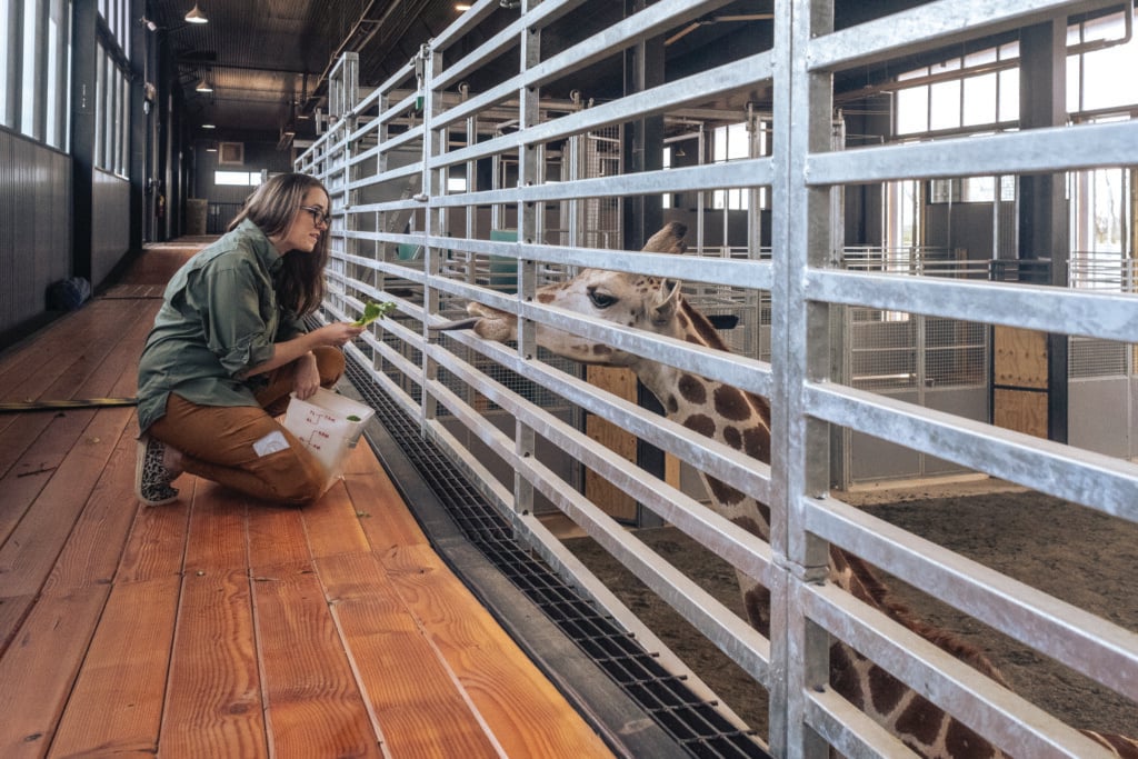 woman in barn bending down feeding animal through fence