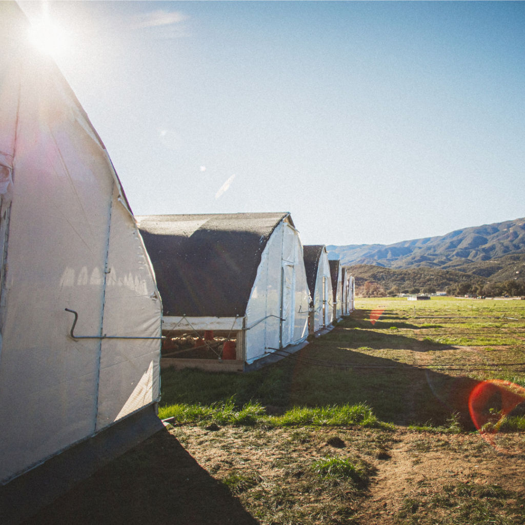 Pasturebird Featured