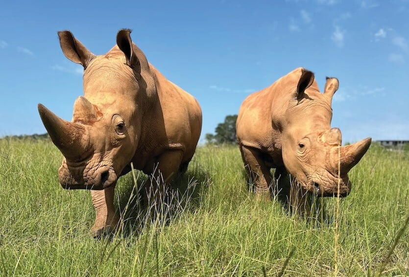 Southern White Rhino In Summer 2