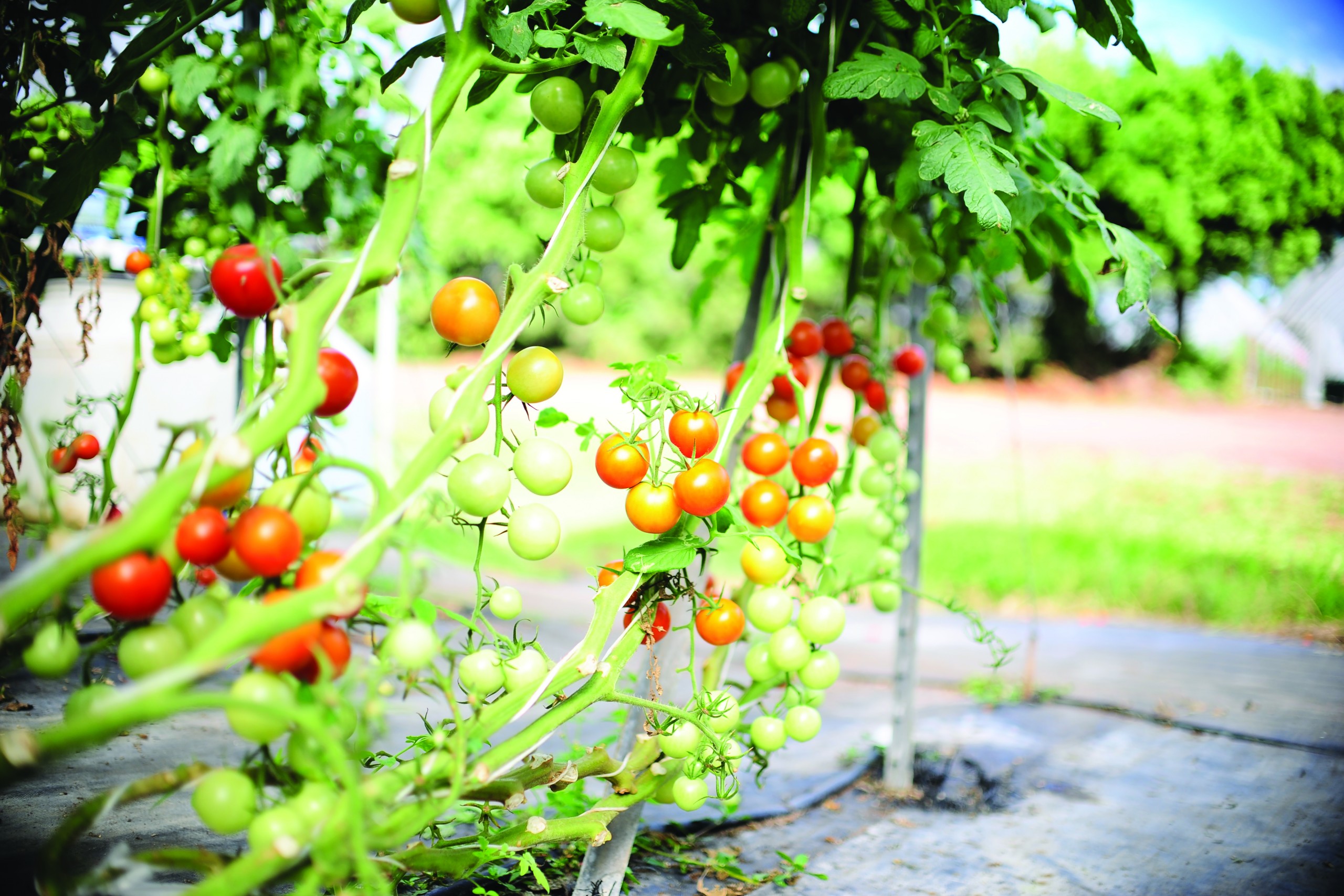 Homegrown Groceries: Fruit and Vegetable Container Gardening - Tennessee  Home and Farm