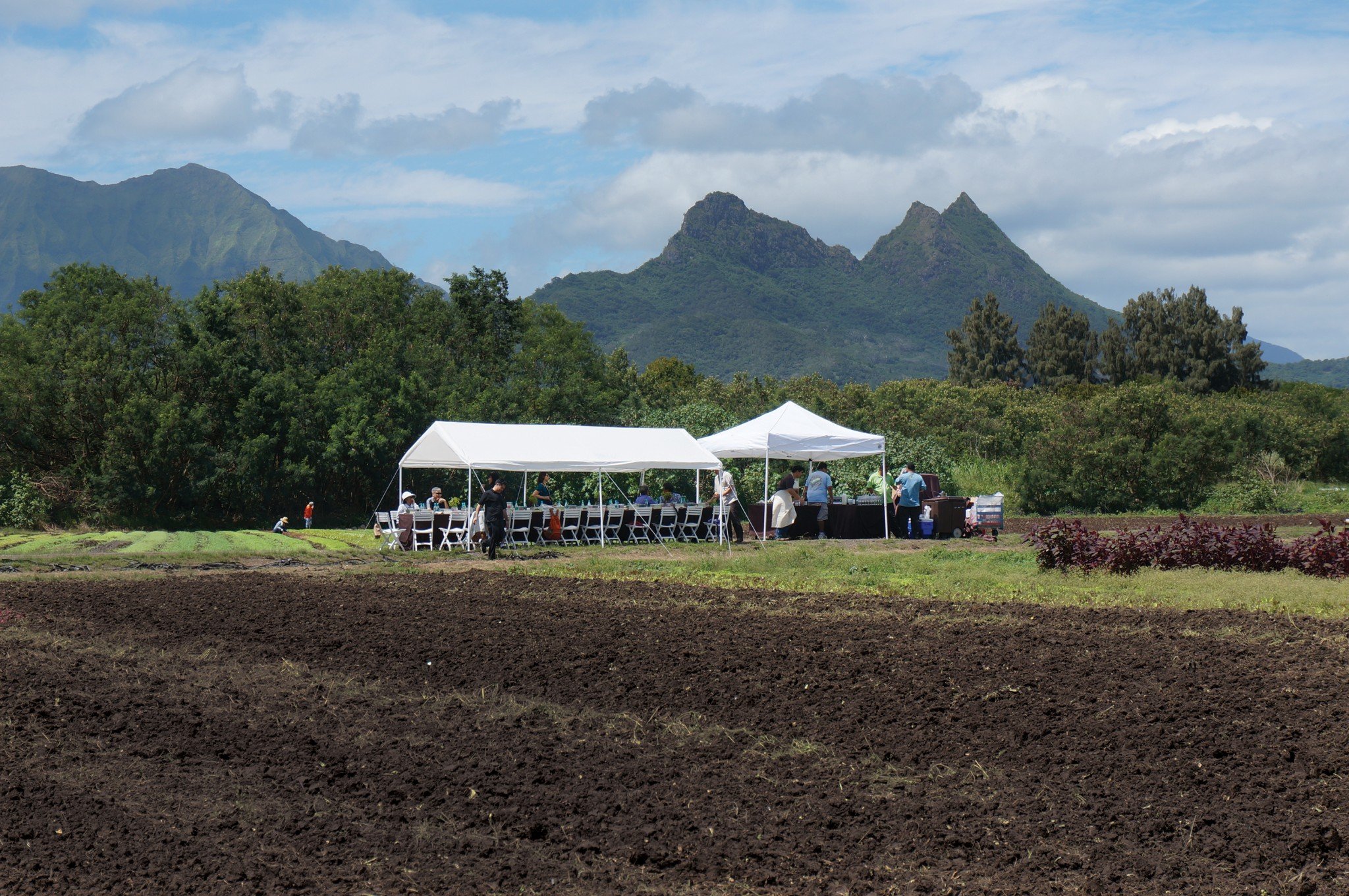 Farm to Table, and Back to the Farm - Hawaii Business Magazine