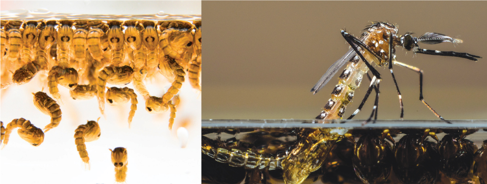 Mosquito larvae raised by the company Oxitec have a “self-limiting gene.” When males are released and mate with wild females, their eggs hatch but the larvae die before they become disease-transmitting adults. Photo Courtesy: oxitec 