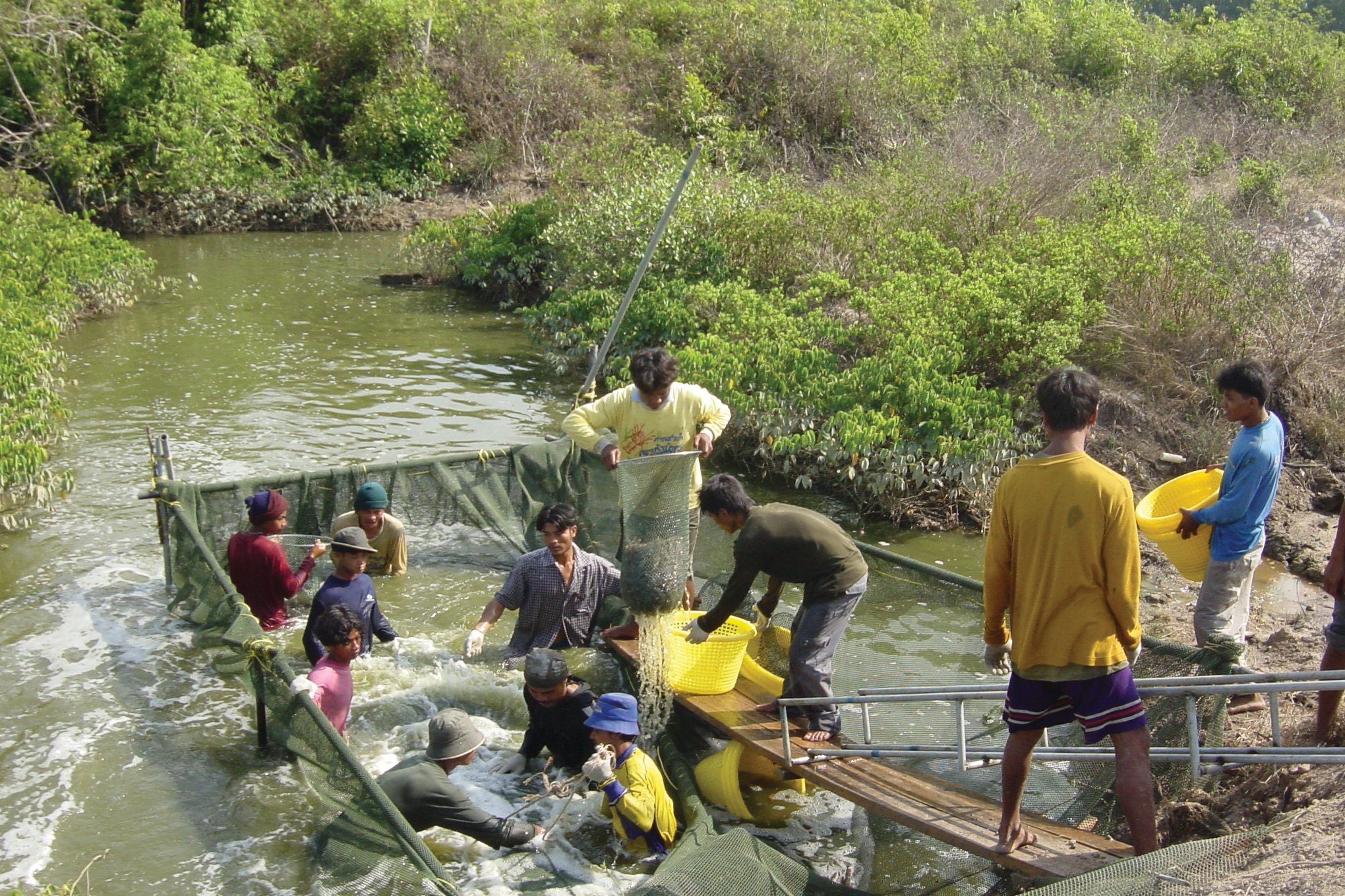 Hawaii is the World's ShrimpBreeding Capital Hawaii Business Magazine