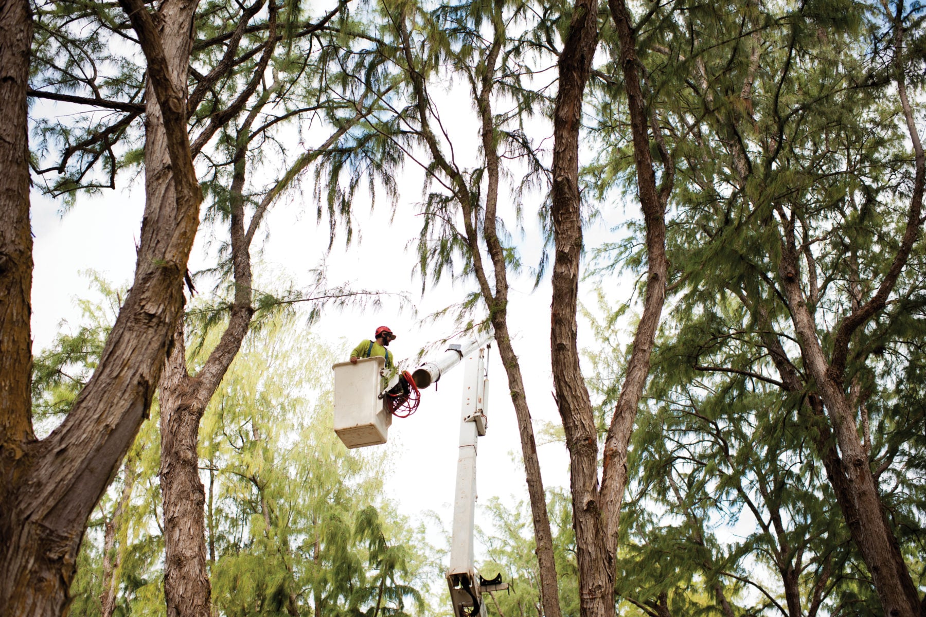 Wild Days Of Tree Trimming Are Dying Hawaii Business Magazine