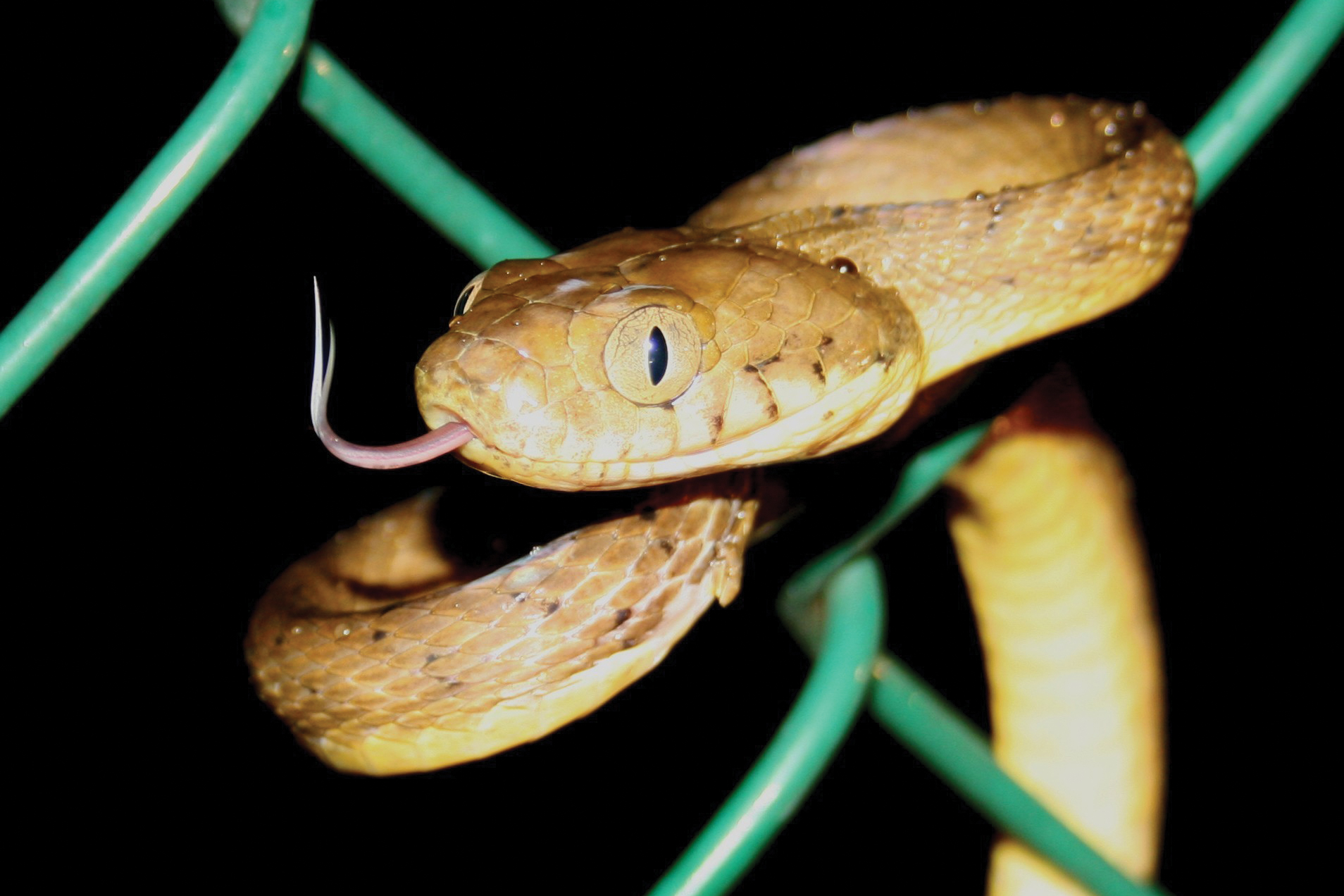 This Week in Google News Alerts: 'Snakes Found' - Atlas Obscura