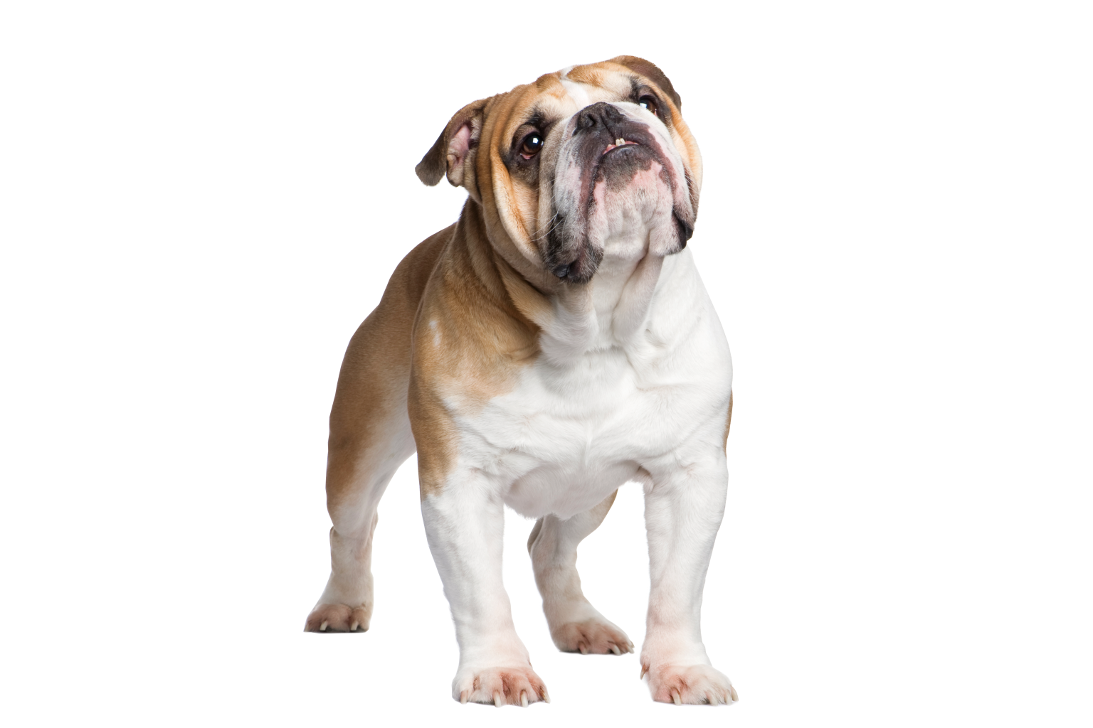 English Bulldogs Hawaii Business Magazine English Bulldogs Hawaii Business Magazine