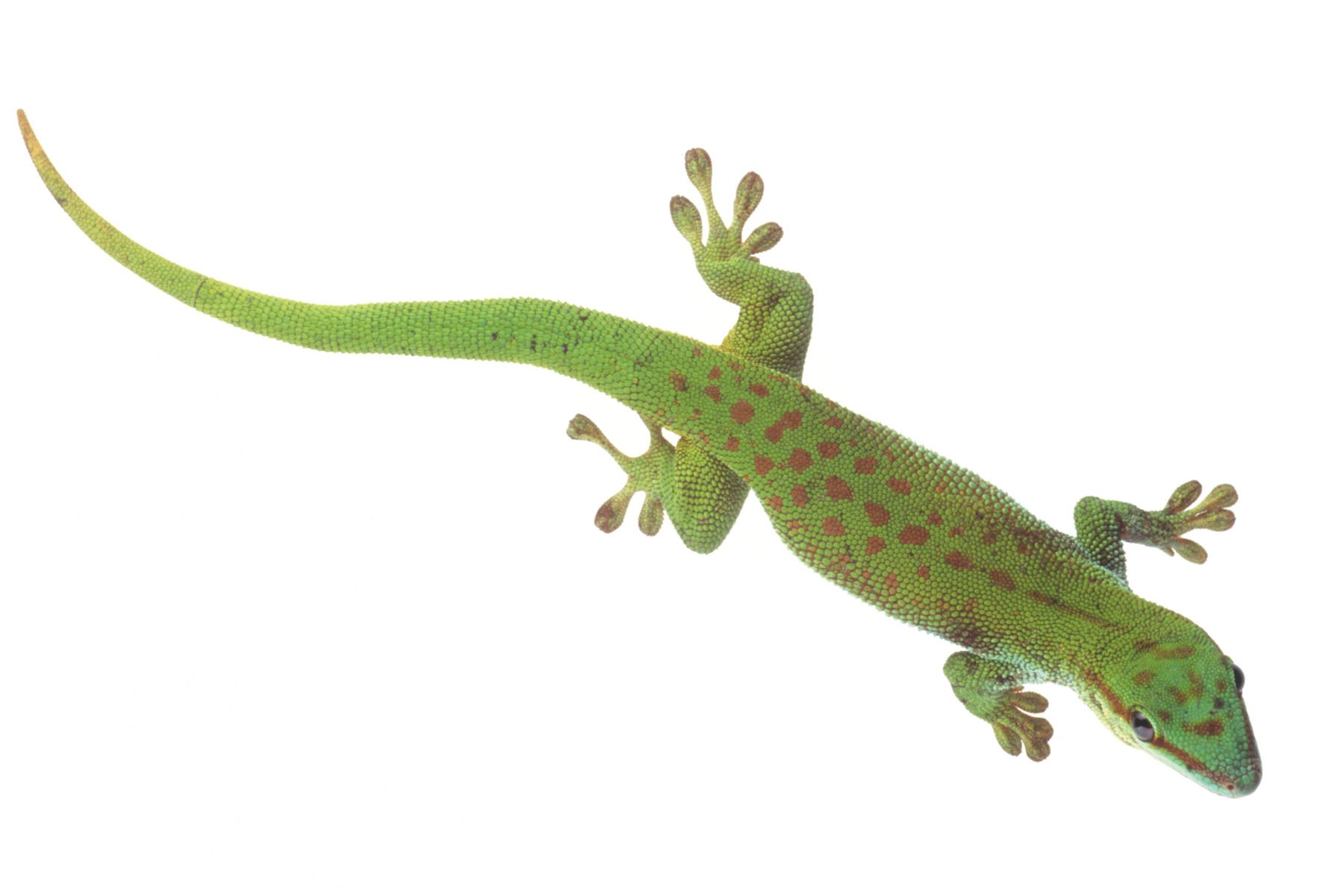 All of Hawaii's Eight Gecko Species are Nonnative - Hawaii Business Magazine
