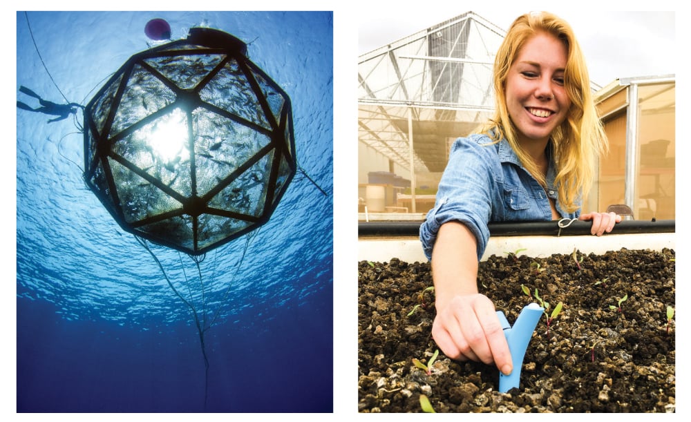 Left: Kampachi Farms - Gavin Key, a researcher at Kampachi Farms, swims next to an Aquapod net pen, 22 feet in diameter and stocked with 2,000 kampachi fish. It was moored 6 miles offshore of Keauhou Bay in Kona. RIGHT: Smart Yields's Kristen Jaimeson places a sensor among plants at Mari's Gardens in Mililani. Smart Yields' water, air and soil sensors provide frequent data so farmers can make informed decisions.