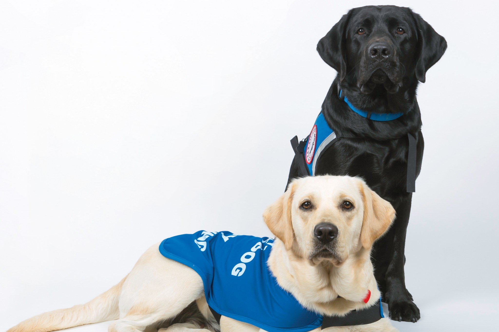 assistance-dogs-hawaii-business-magazine