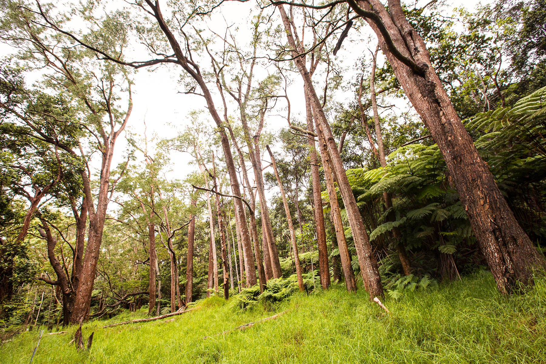 making-koa-sustainable-hawaii-business-magazine