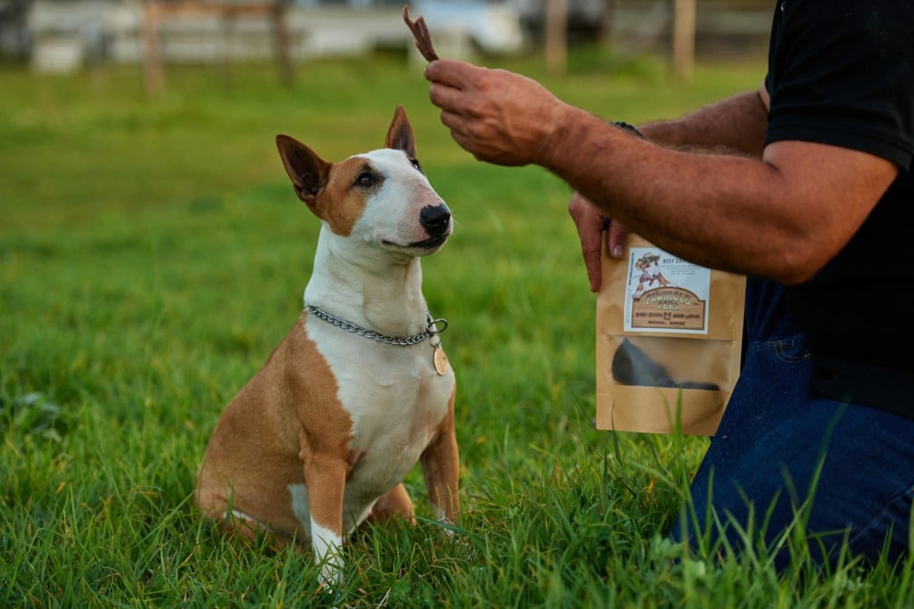 Pawniolo Pets Hero