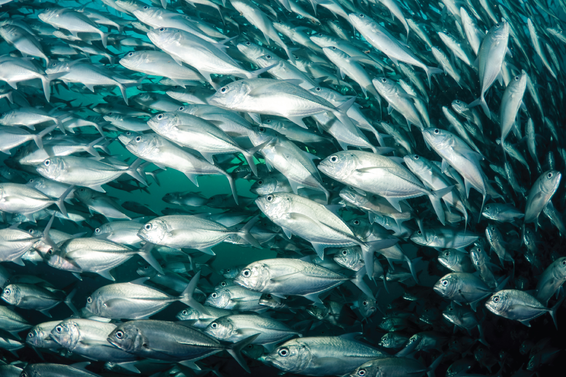 From Kona’s Natural Energy Lab, Hatch Invests in Aquaculture Startups