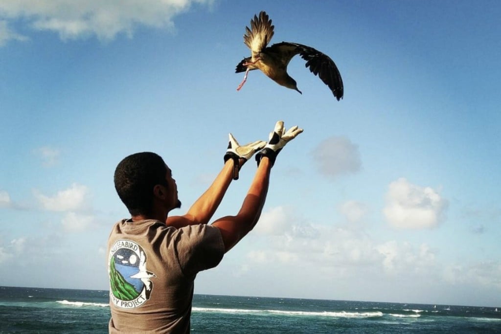 Advance Wildlife Education seabird release