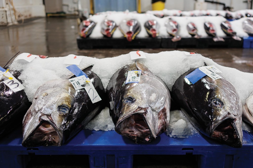 The Honolulu Fish Auction Celebrates Its 70th Anniversary - Hawaii