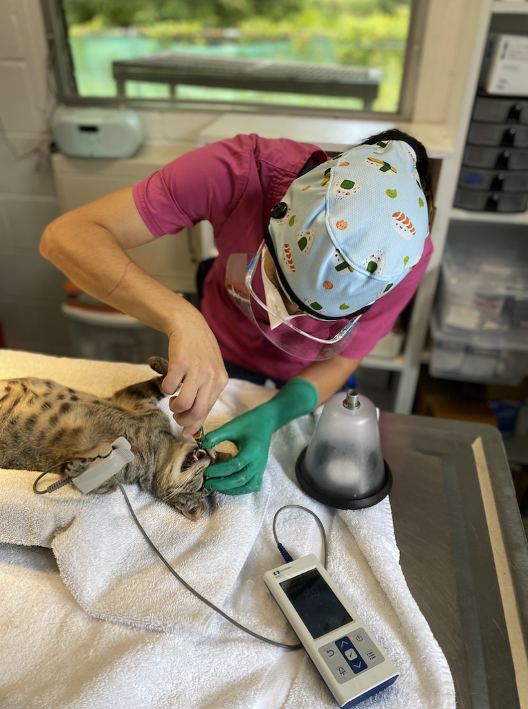 This 12-Acre Campus for Abandoned Pets Is Getting a New Hospital ...