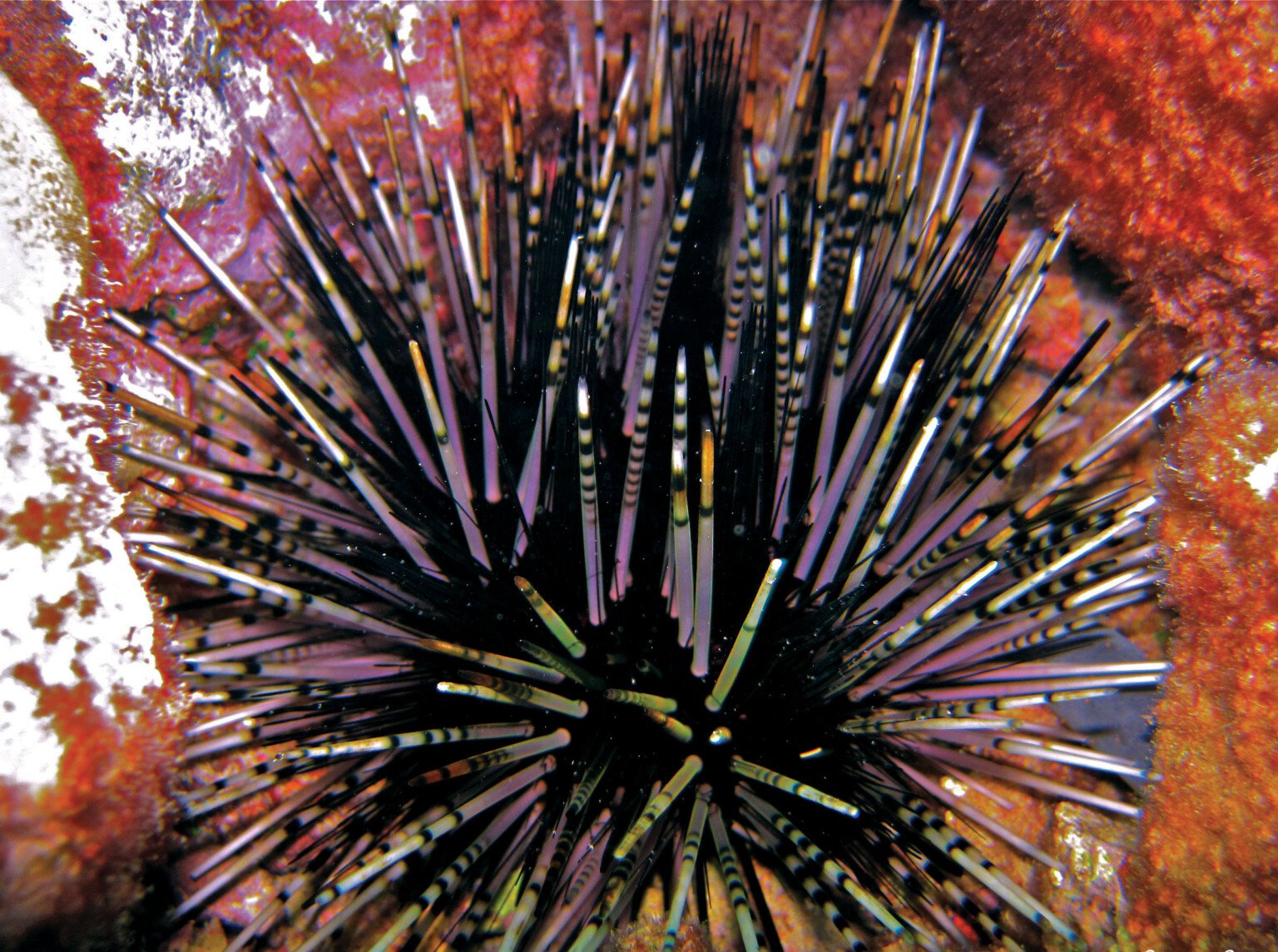 Top 10 Species You’re Likely to Spot While Snorkeling in Hawai‘i ...