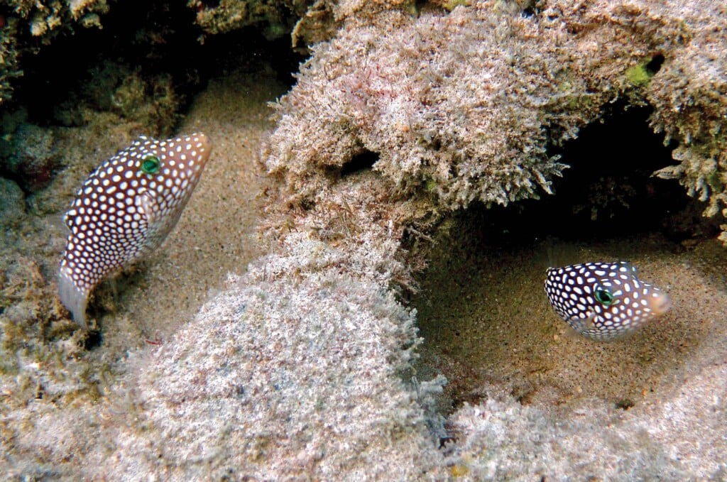 Top 10 Species You’re Likely to Spot While Snorkeling in Hawai‘i ...
