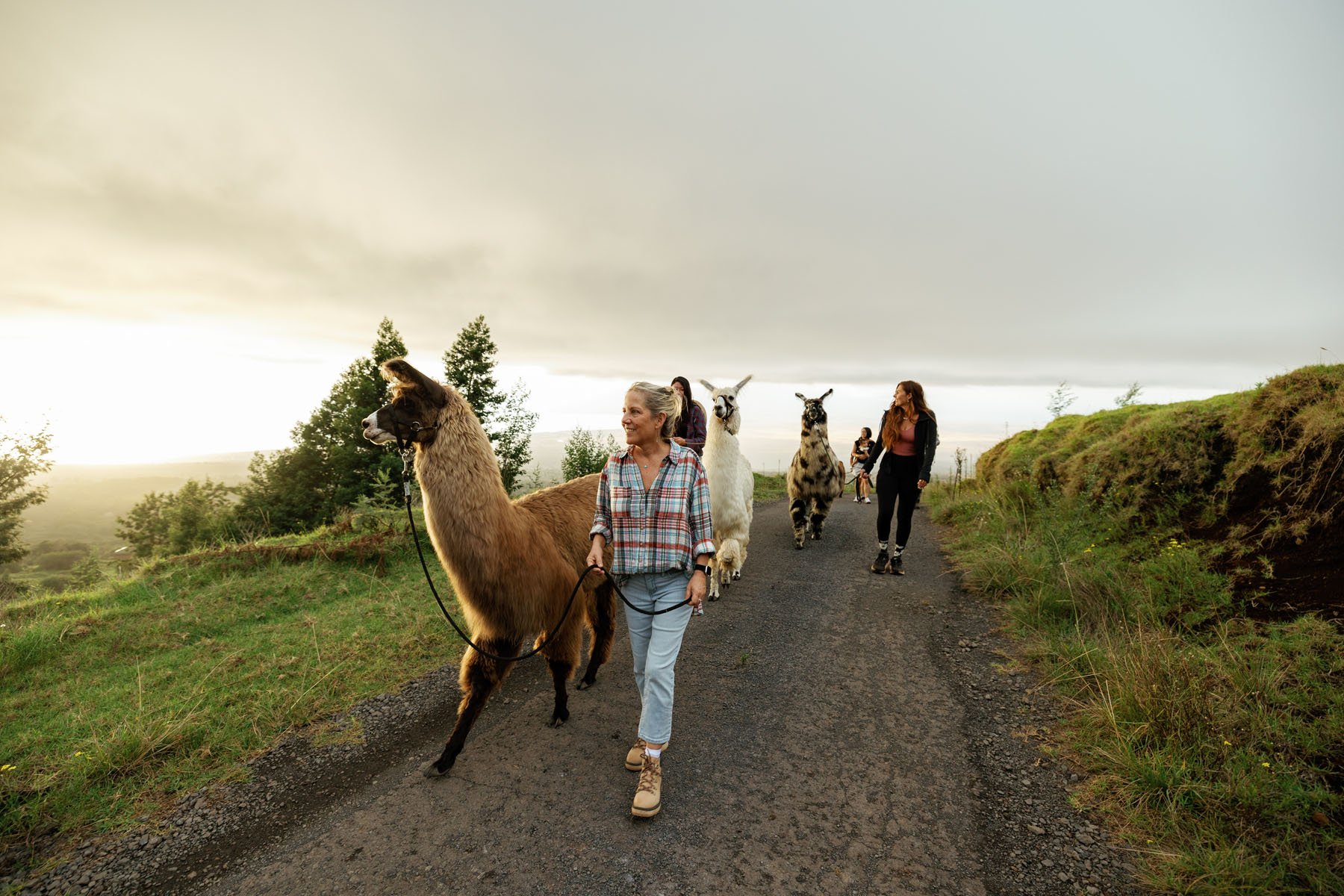 Llamas With a Purpose: Inside Maui's Most Unexpected Farm