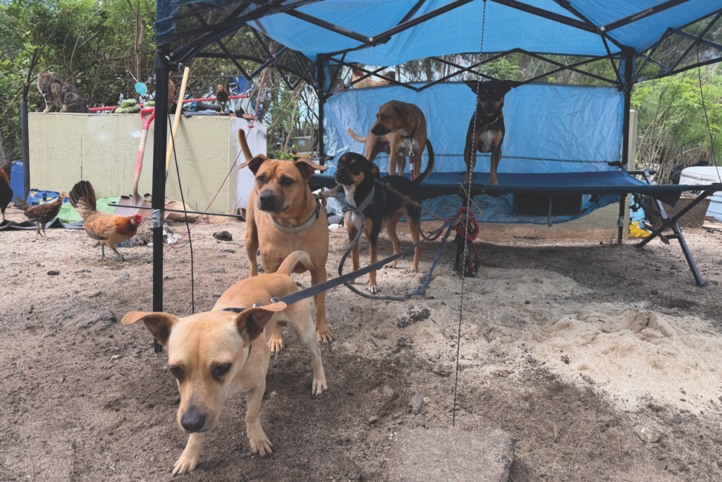 Humane Societies Help Reunite Pets and Owners, Find Foster Homes After Kona Low ...