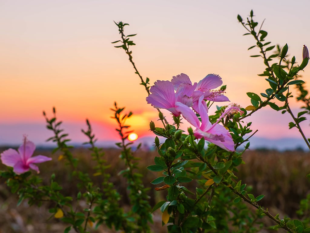 Hibiscus Flowers And Sunset In The Evening