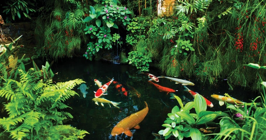 The World Of Koi Hawaii Home Remodeling