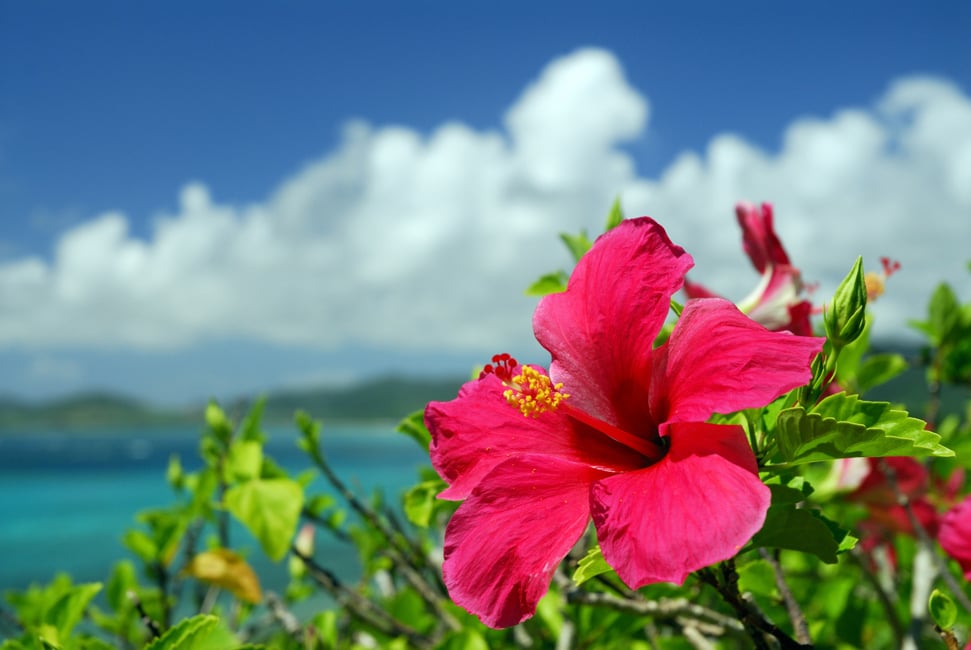 7 Tropical Flowers For Summer In Hawaii Hawaii Home Remodeling   01 GettyImages 668261224 