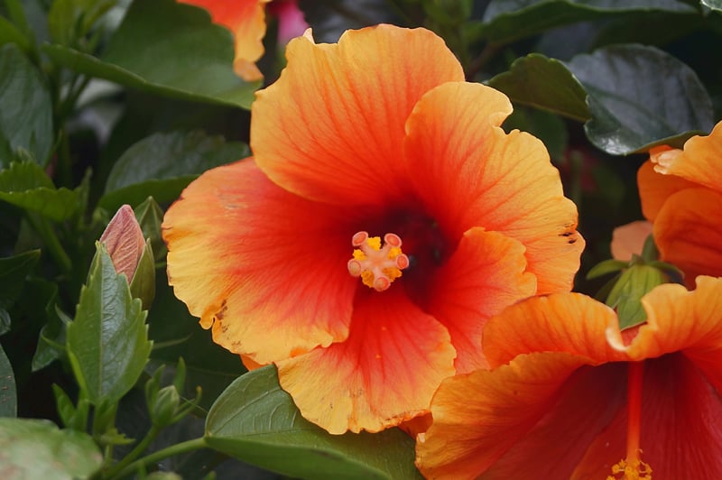 21 Different Hawaiian Flowers Only Found In Hawaii