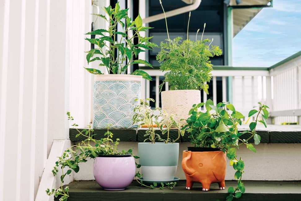 Terracotta Pots & Saucers - Urban Garden Center