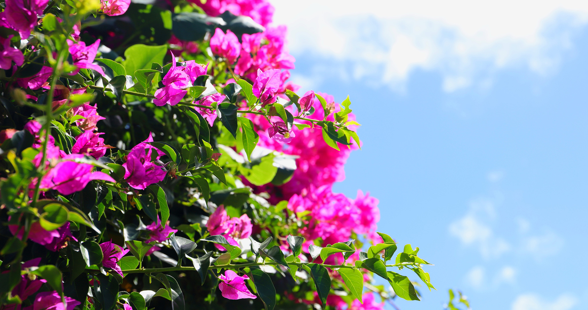 5 Spring Flowers to Brighten Your Home Hawaii Home + Remodeling