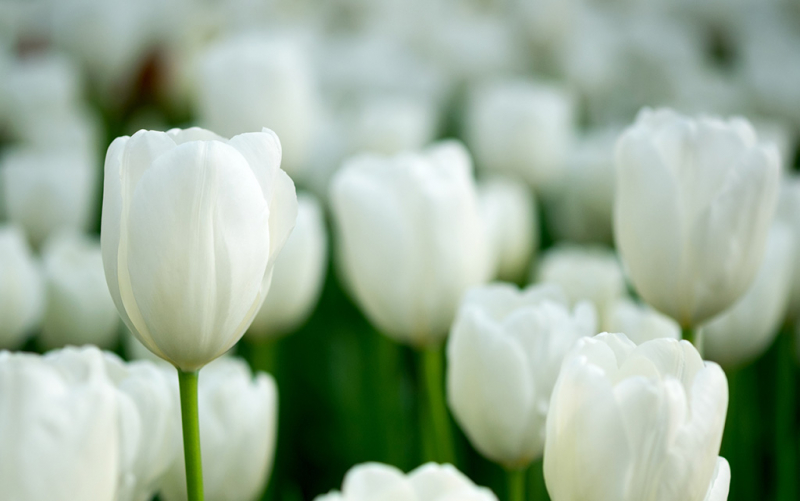 tulips