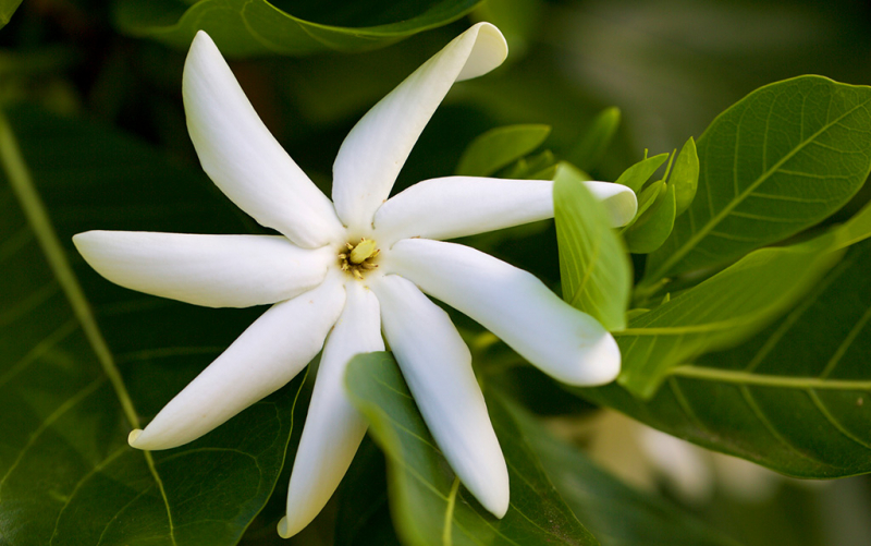 gardenias