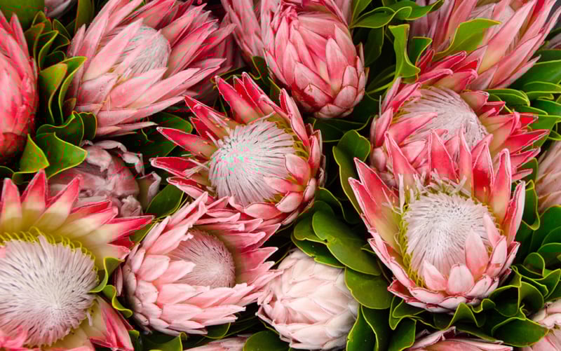 protea