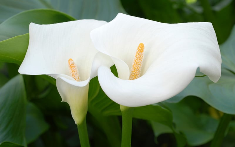 Calla Lilies