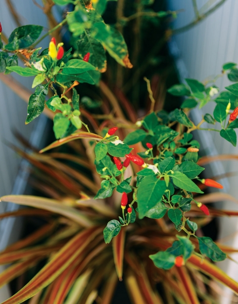 plants