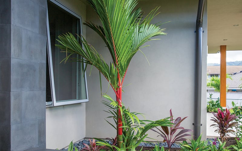 red palms