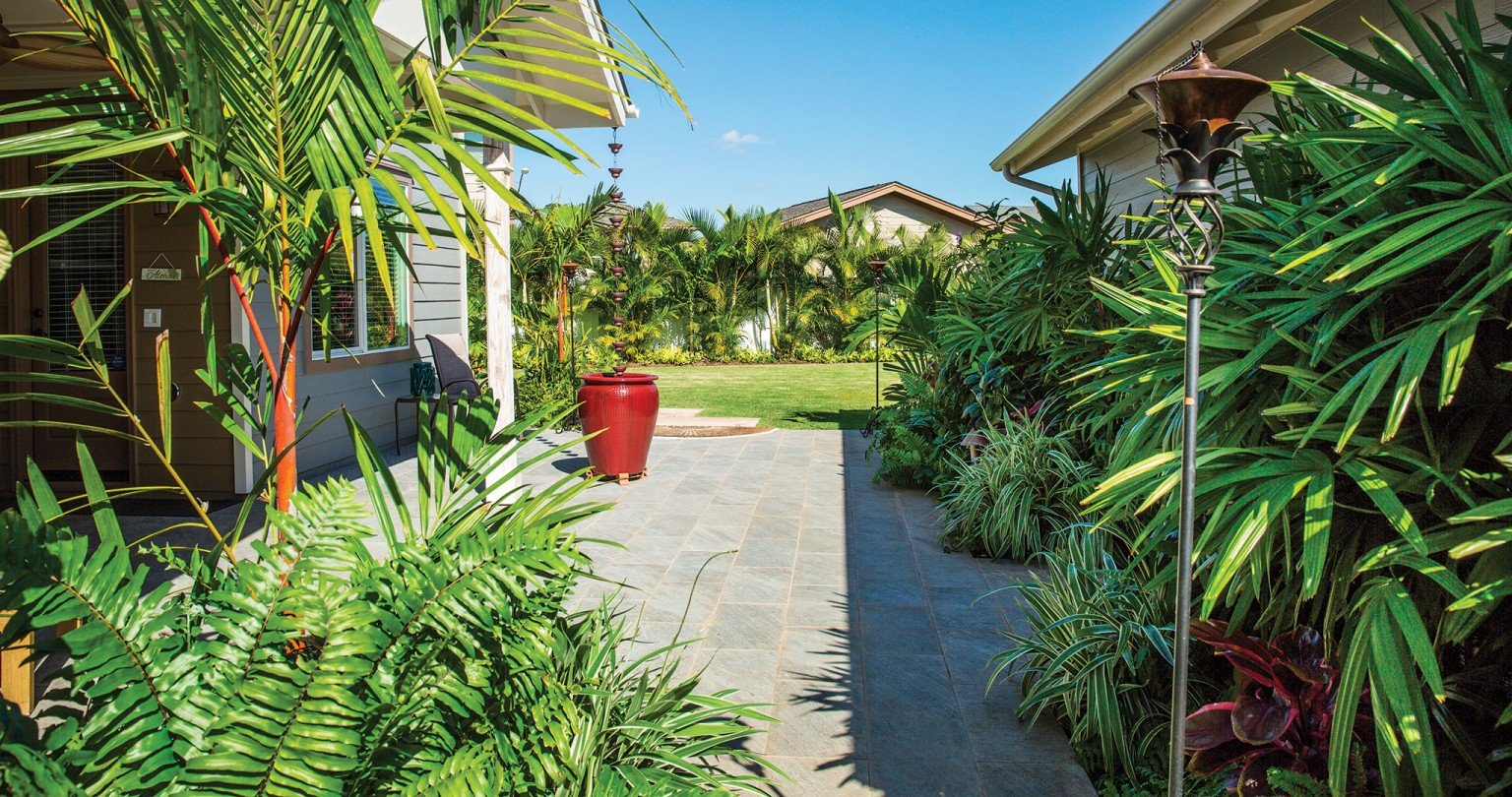 These Palm Trees will Keep You Cool and Boost Your Curb Appeal - Hawaii ...