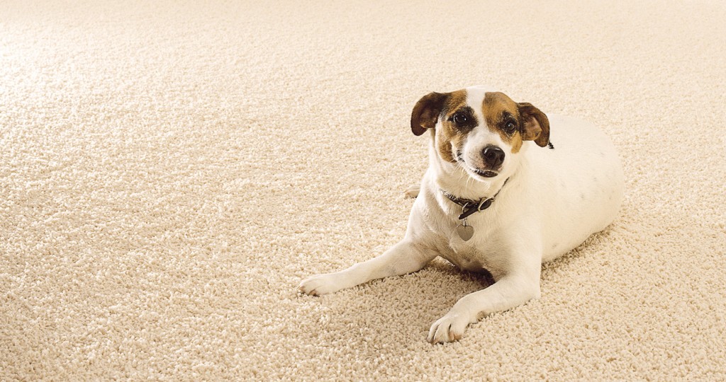 HHR-06-19-Featured-Image-Readers Choice Carpet