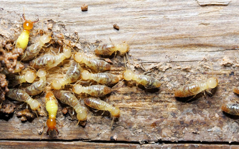 download free grounded termite