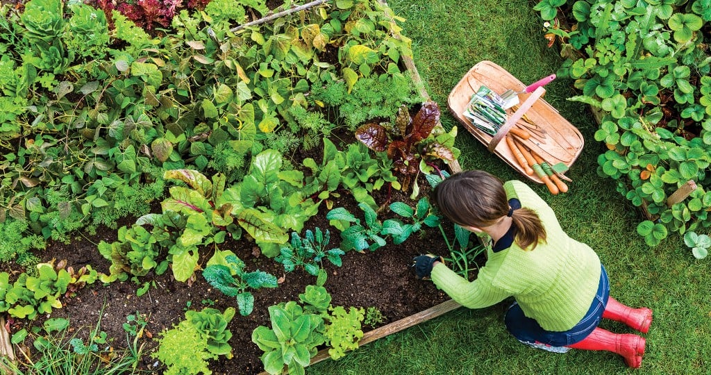 Start a Home Garden with These Tips