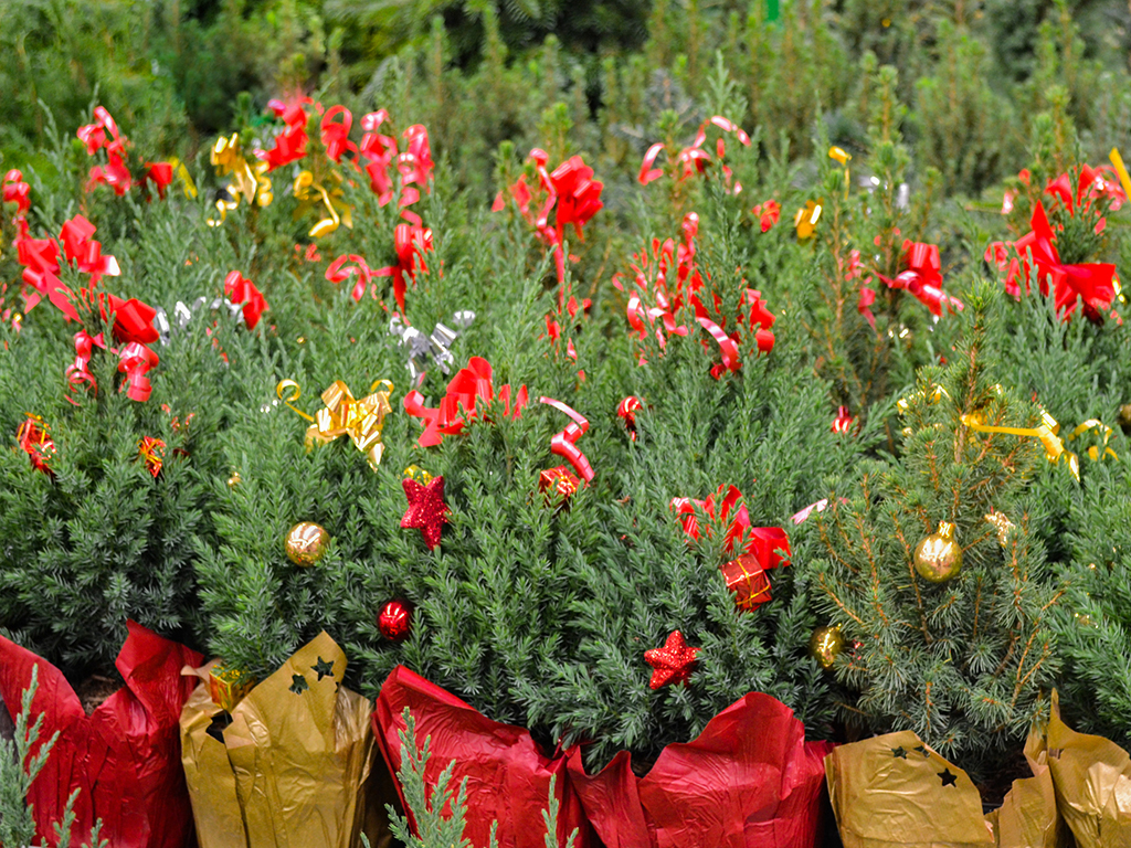Holiday Plants Chinese Juniper Holiday Plants Chinese Juniper